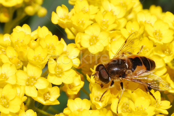 Biene Blüte schönen gelben Blüten Körper Hintergrund Stock foto © thomaseder