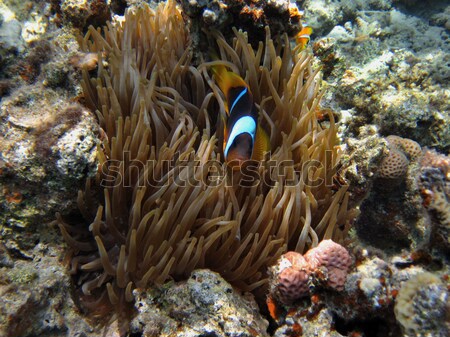 Fisch Korallen versteckt Strand Natur Meer Stock foto © thomaseder