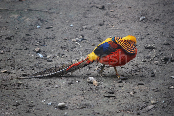 Farbenreich Vogel Sitzung schwarz Erde Auge Stock foto © thomaseder