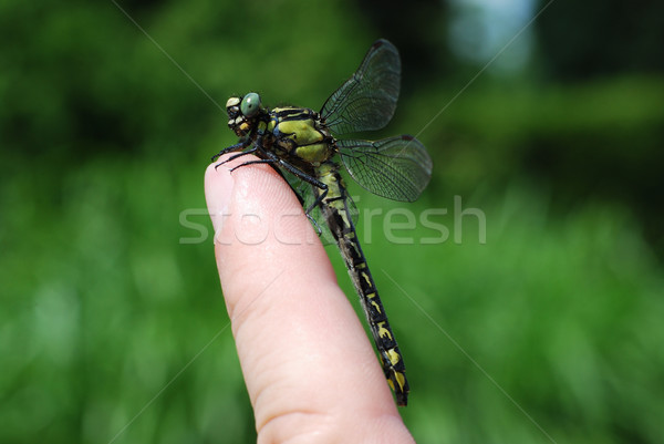 Libelle Sitzung Finger groß Garten Natur Stock foto © thomaseder