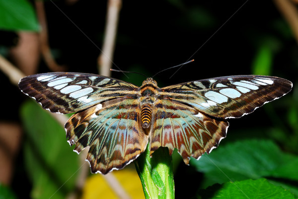 Groß farbenreich Schmetterling nice Sitzung Blatt Stock foto © thomaseder