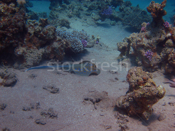 Blau Punkt Schwimmen Strand Fisch Stock foto © thomaseder