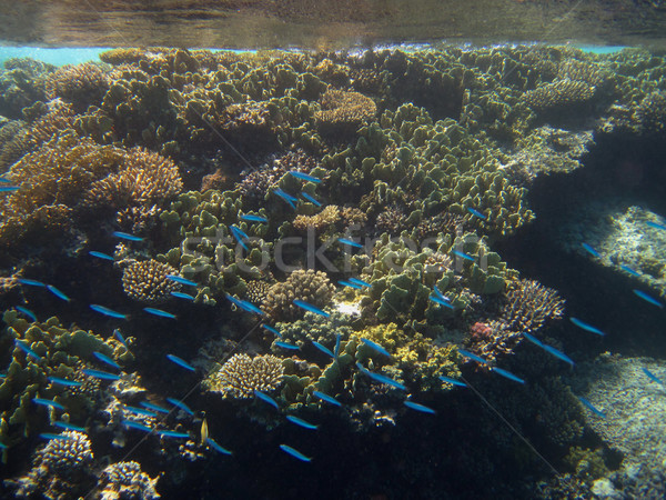 Blau Fisch Korallen wenig Strand Stock foto © thomaseder