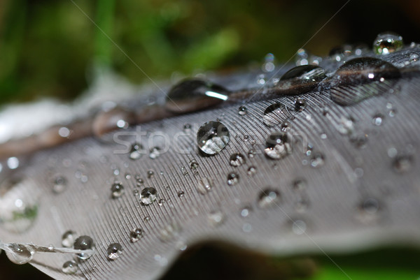 drops of water on a bird feather Stock photo © thomaseder