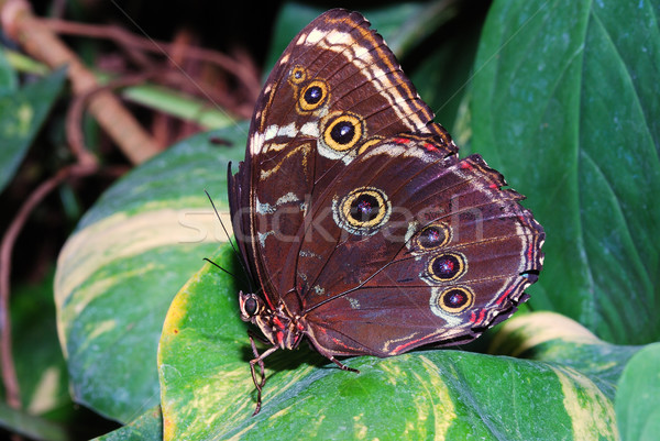 Groß braun Schmetterling schönen Blatt Regenwald Stock foto © thomaseder