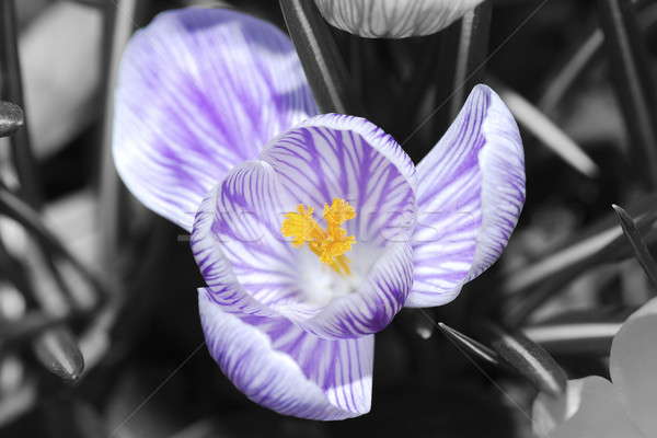 Krokus Blume Ansicht groß lila weiß Stock foto © thomaseder