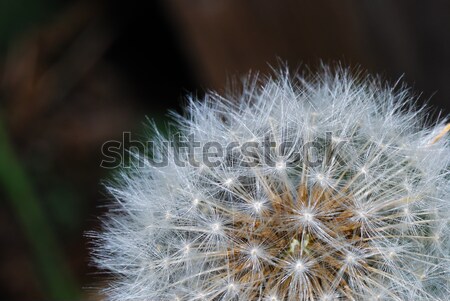 Schließen Ansicht nice frischen Garten Gras Stock foto © thomaseder