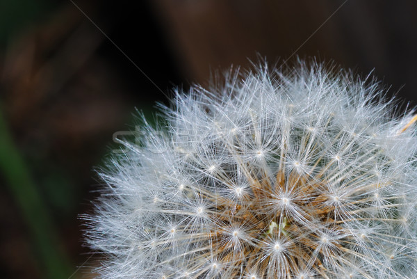 Nice frischen Gras Garten Frühling Himmel Stock foto © thomaseder