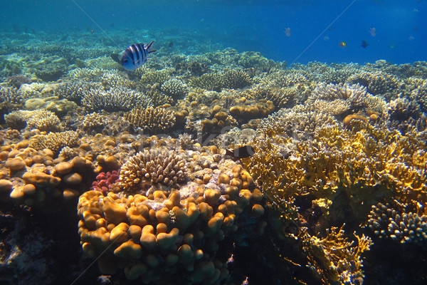 Foto stock: Egito · mar · vermelho · mergulho · céu · água