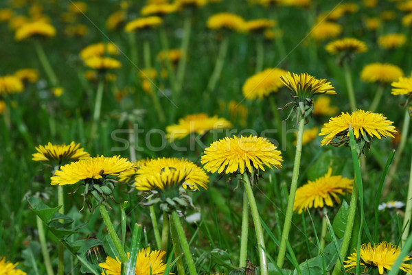 Löwenzahn viele Blumen grünen Wiese Frühling Stock foto © thomaseder