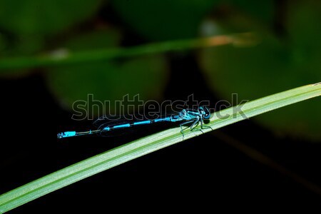 Blau Libelle Klinge Sitzung Gras Sonne Stock foto © thomaseder