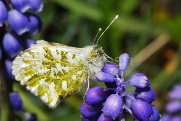 Schmetterling Sitzung Blume Frühling Sommer orange Stock foto © thomaseder