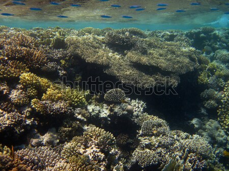 Différent corail coloré mer rouge plage poissons [[stock_photo]] © thomaseder