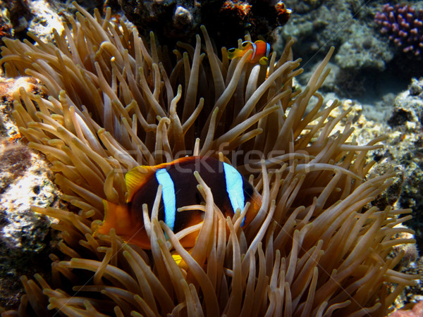 商业照片 鱼 藏 海滩 性质 海 anemone fish hiding