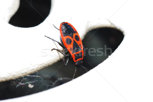 fire beetle looks Stock photo © thomaseder