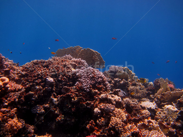 Korallen blau farbenreich Meer Strand Fisch Stock foto © thomaseder