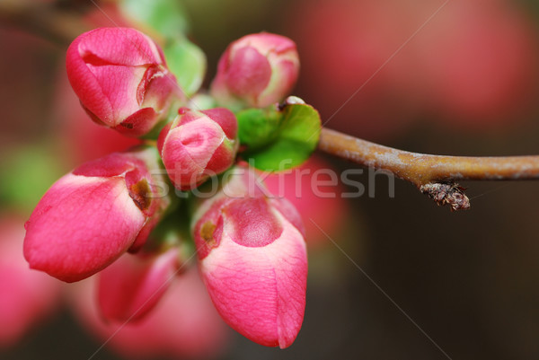 Schönen rot Blume frischen blühen Apfelbaum Stock foto © thomaseder