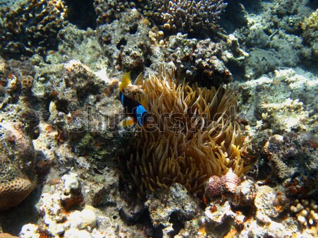 Fisch zwei Korallen Strand Natur Meer Stock foto © thomaseder