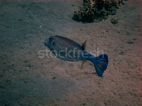 Blau schönen Punkte Strand Fisch Stock foto © thomaseder