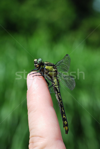 Groß Libelle Sitzung Finger Garten Natur Stock foto © thomaseder