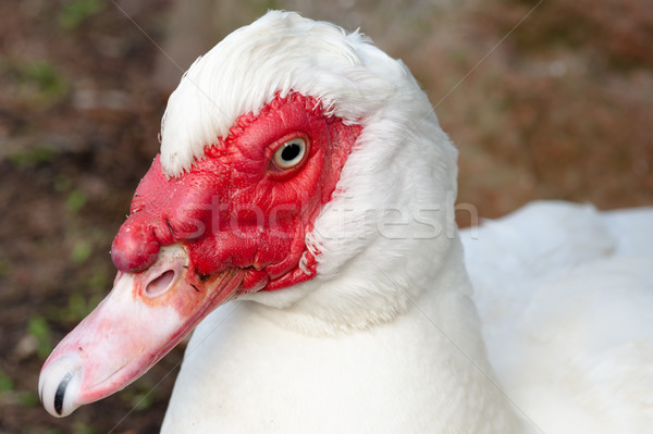 Muscovy duck Stock photo © thomland