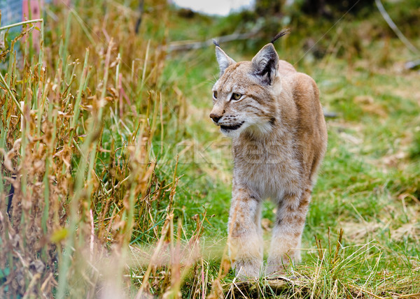 Lynx Stock photo © thomland