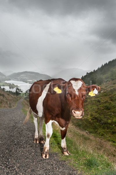 Norvég gazdálkodás tehén farm természet tájkép Stock fotó © thomland