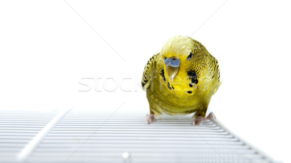 Muhabbetkuşu yeşil üst kafes kuş portre Stok fotoğraf © thomland