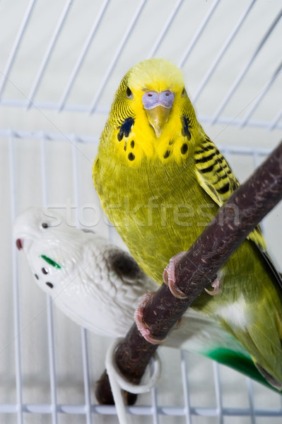 Muhabbetkuşu yeşil oturma oyuncak kuş portre Stok fotoğraf © thomland