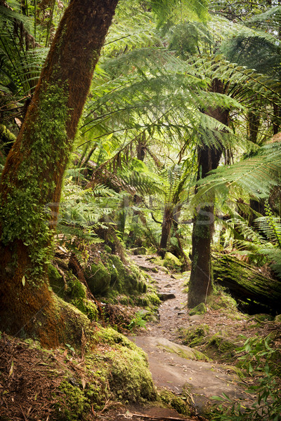 Otways National Park Stock photo © THP