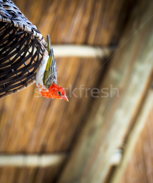 Red Headed Weaver Bird Stock photo © THP
