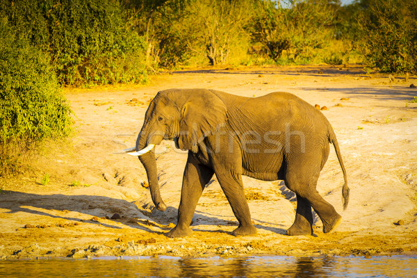 Bull Elephant Walking Along River Stock photo © THP