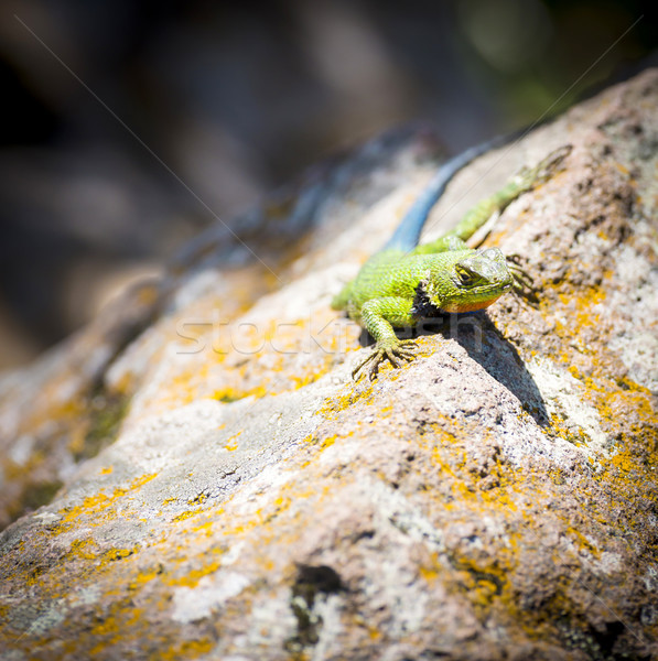 Malachit şopârlă şedinţei stâncă central America Imagine de stoc © THP