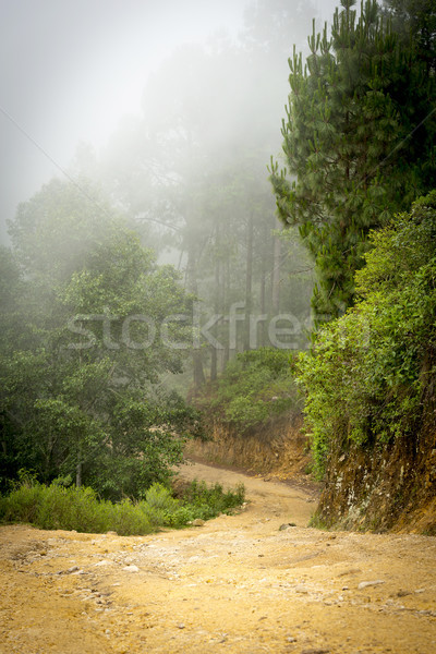 Misty Forest Guatemala Stock photo © THP