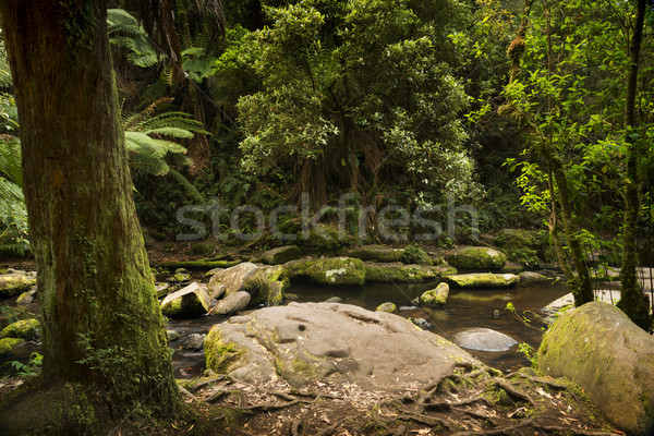 Otways National Park Stock photo © THP