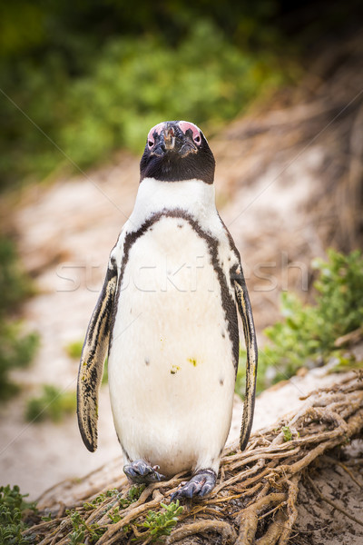 Africaine pingouin péninsule naturelles environnement Afrique du Sud [[stock_photo]] © THP