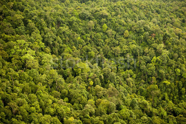 Floresta selva textura árvore folha Foto stock © THP