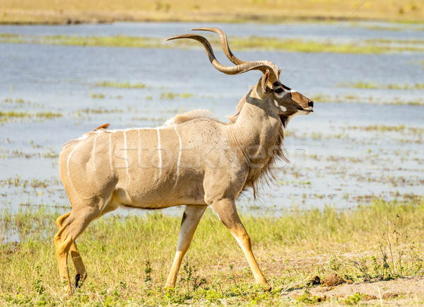 Stock photo: Kudu