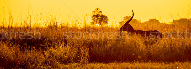 Puesta de sol silueta África largo hierba Foto stock © THP