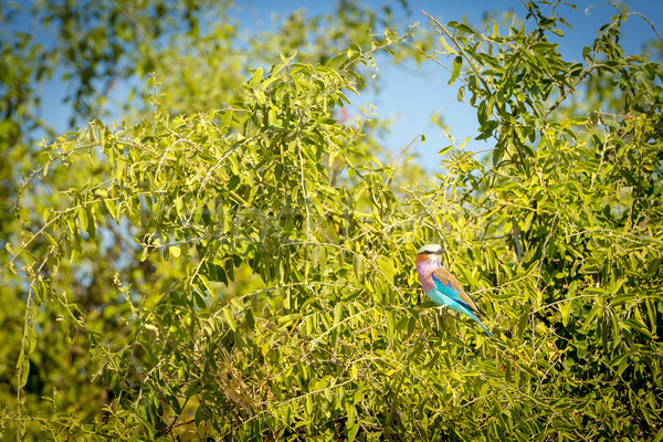 ライラック 鳥 ボツワナ アフリカ コピースペース ストックフォト © THP