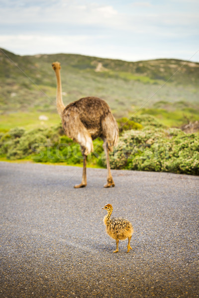 Devekuşu civciv anne çapraz yol iyi Stok fotoğraf © THP