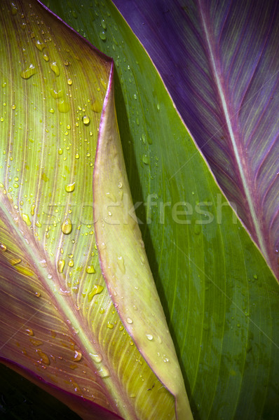 Three Leaves Stock photo © THP