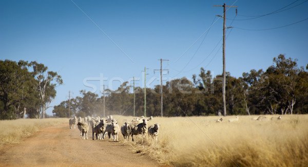 Australian Sheep Stock photo © THP