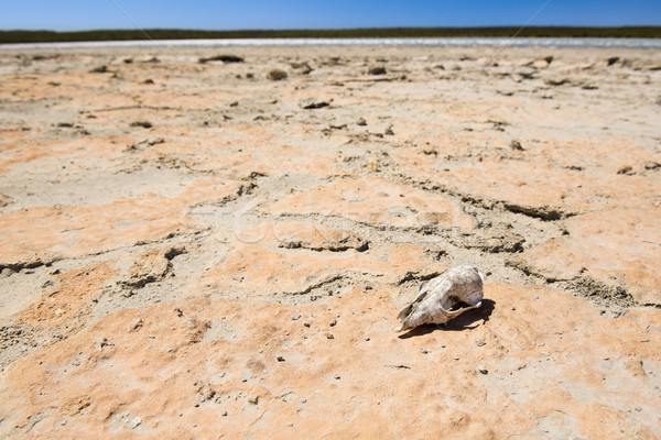 Skull in Desert Stock photo © THP