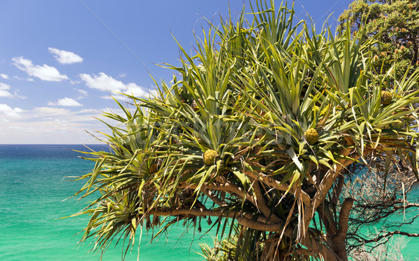 Pandanus Palm Tree Stock photo © THP