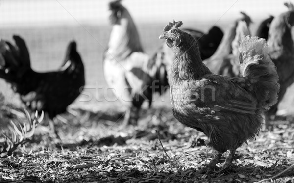 Chickens Black and White Stock photo © THP