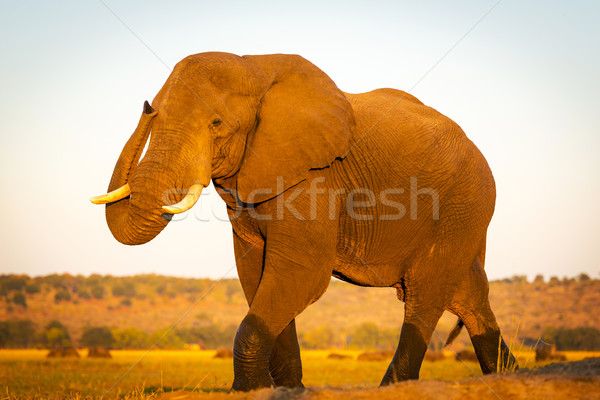 Elephant On Safari Stock photo © THP