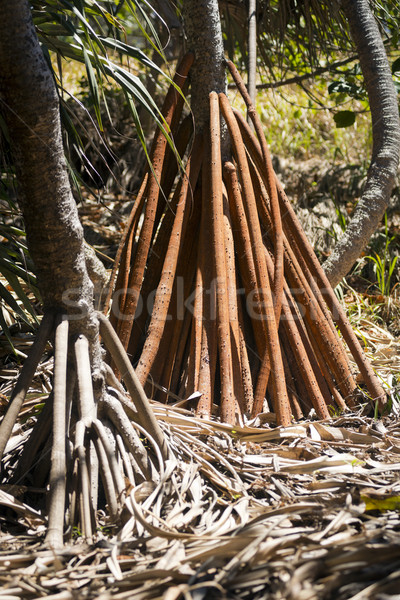 Pandanus Palm Tree Stock photo © THP