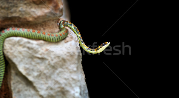 Paraíso serpente rochas projeto asiático padrão Foto stock © THP