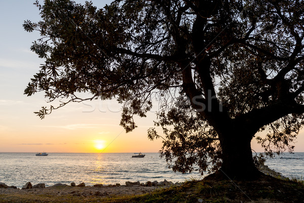 Stockfoto: Zonsondergang · boom · kust · boten · strand · zon